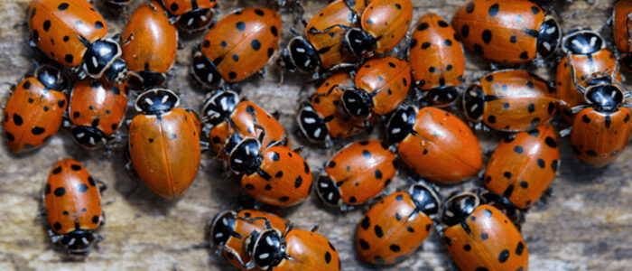 Coccinelles